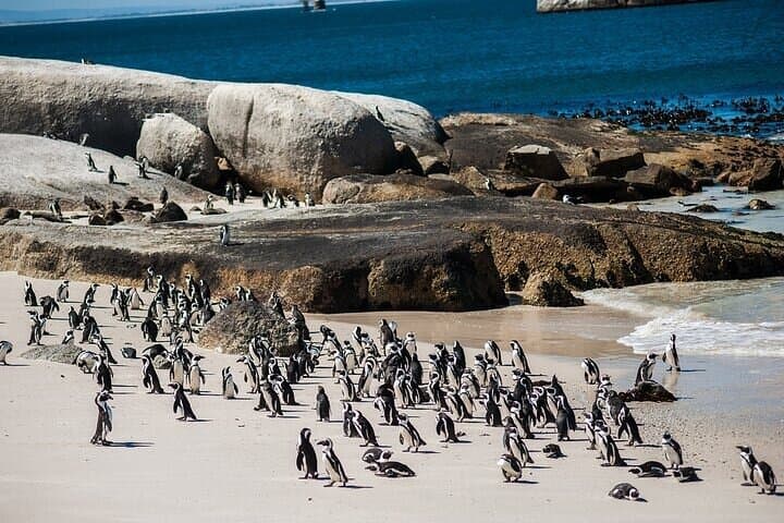 Cape Peninsula Day Tour: Cape Point, Penguins & Seal Island from Cape Town photo 2