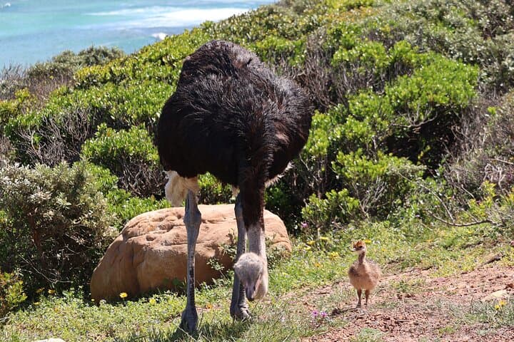 Cape Peninsula Day Tour: Cape Point, Penguins & Seal Island from Cape Town photo 3