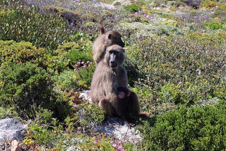 Cape Peninsula Day Tour: Cape Point, Penguins & Seal Island from Cape Town photo 5