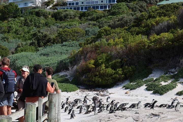 Cape Peninsula Day Tour: Cape Point, Penguins & Seal Island from Cape Town photo 6