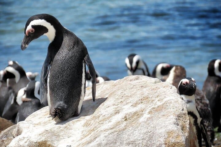Cape of Good Hope, Boulders Beach & Table Mountain: Full-Day Cape Town Tour photo 3