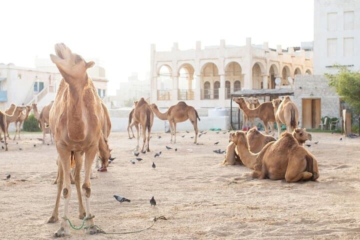 Doha Private City Tour: National Museum, Souq Waqif, Corniche & The Pearl photo 4