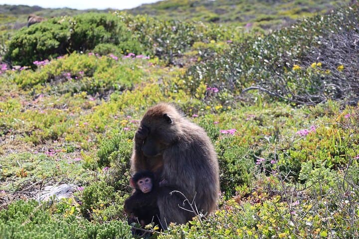 Cape Town in a Day: Table Mountain, Chapman's Peak & Penguin Beach Adventure photo 6