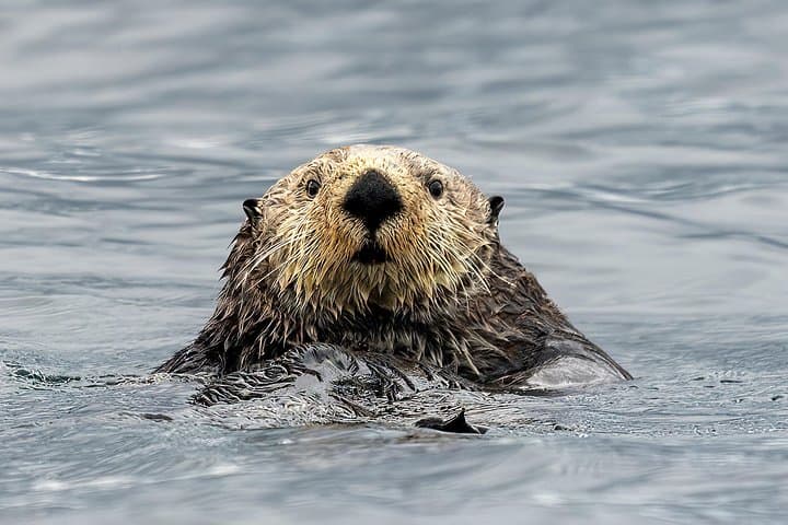 Chasing Sea Otters and Whales: Northern Vancouver Island Wildlife Cruise