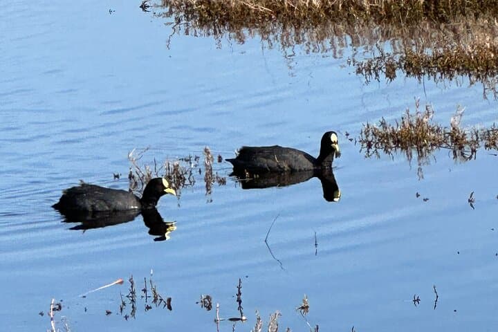 Mantagua Wetland & Cachagua Island Penguins — Day Birdwatching from Valparaíso