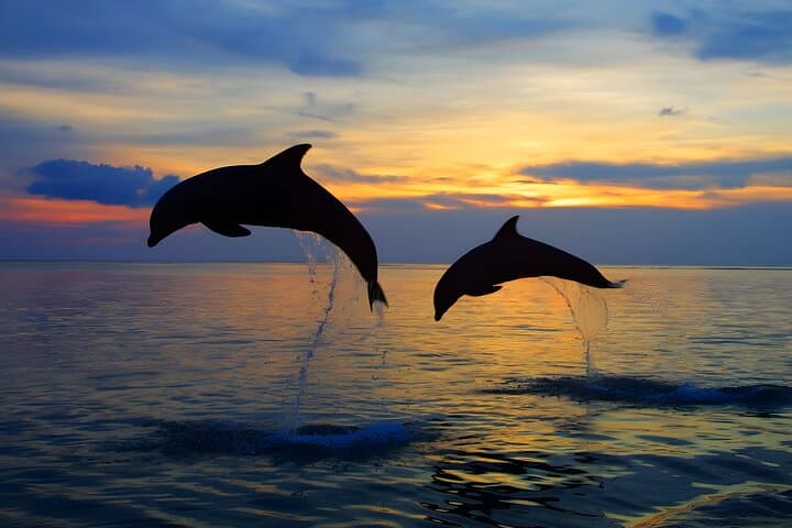 Lovina Dolphin Watching, Gitgit Waterfall & Ulun Danu Day Tour