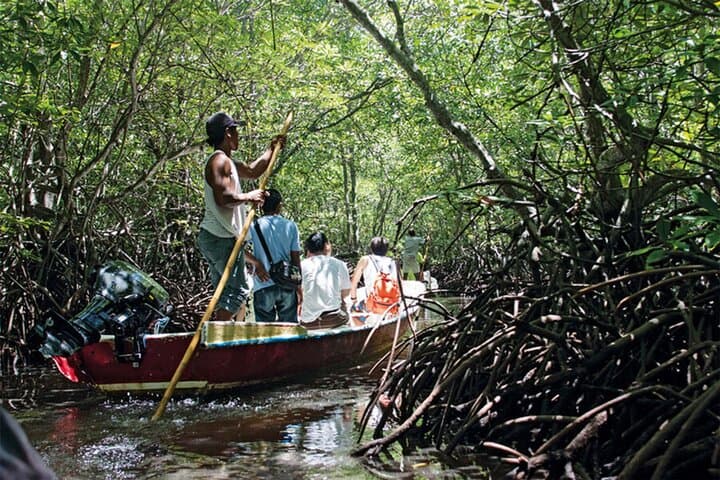 Can Gio Mangrove Forest: Full-Day Private Guided Expedition from Ho Chi Minh City photo 4