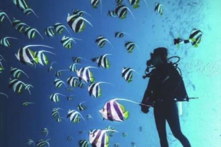 Discover Scuba Diving at Khobar Half Moon Beach — Introductory Gulf Reef Dive photo 4