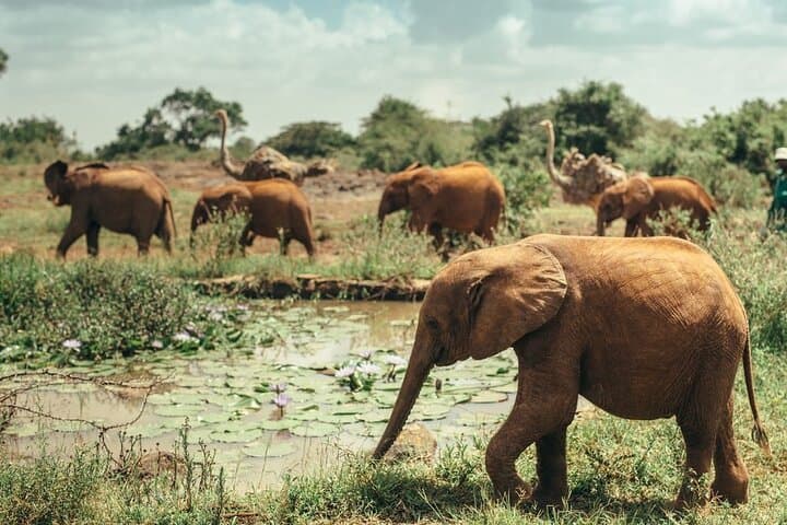 Exploring Nairobi: Wildlife, Culture, and Cuisine in a Full-Day Private Tour photo 4