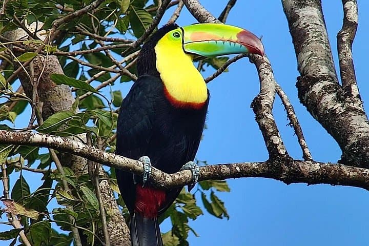Monteverde Toucan-Watching Tour: Spot Keel-Billed & Emerald Toucans in the Cloud Forest photo 2