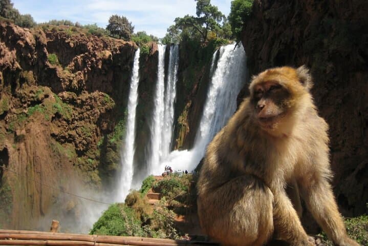 Day Trip to Ouzoud Waterfalls from Marrakech — Guided Hike & Boat Ride photo 5