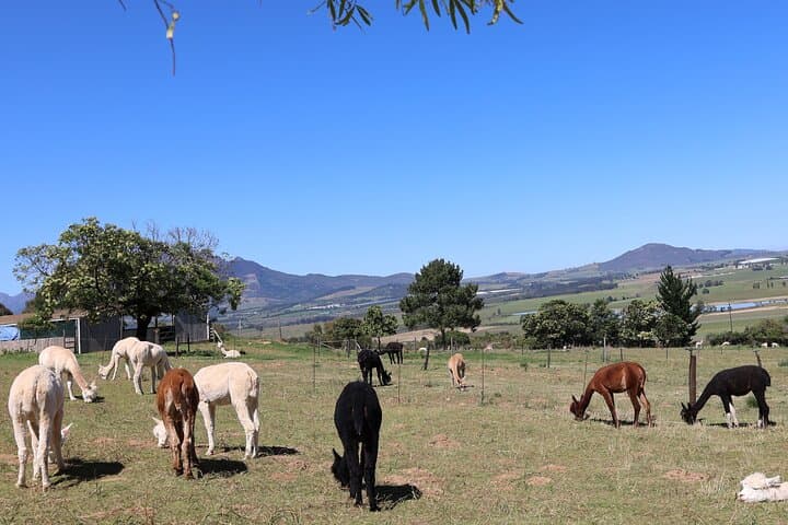 Private Cape Town Wine Tour: Stellenbosch & Paarl Estates with Tastings photo 2