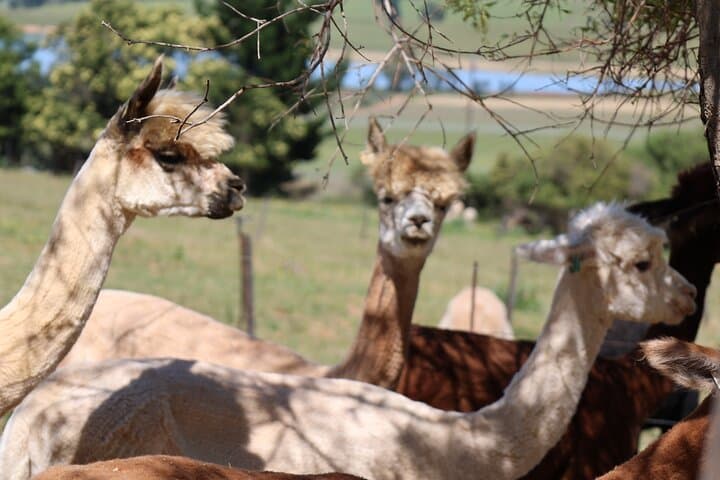 Private Cape Town Wine Tour: Stellenbosch & Paarl Estates with Tastings photo 3