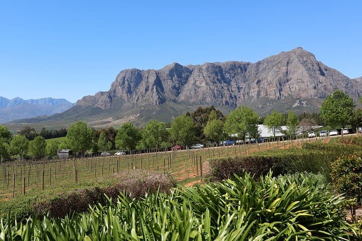 Private Cape Town Wine Tour: Stellenbosch & Paarl Estates with Tastings photo 5
