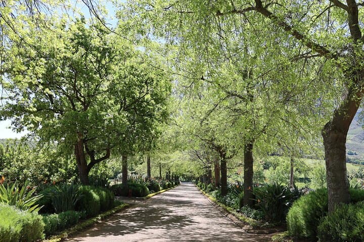 Private Cape Town Wine Tour: Stellenbosch & Paarl Estates with Tastings photo 6