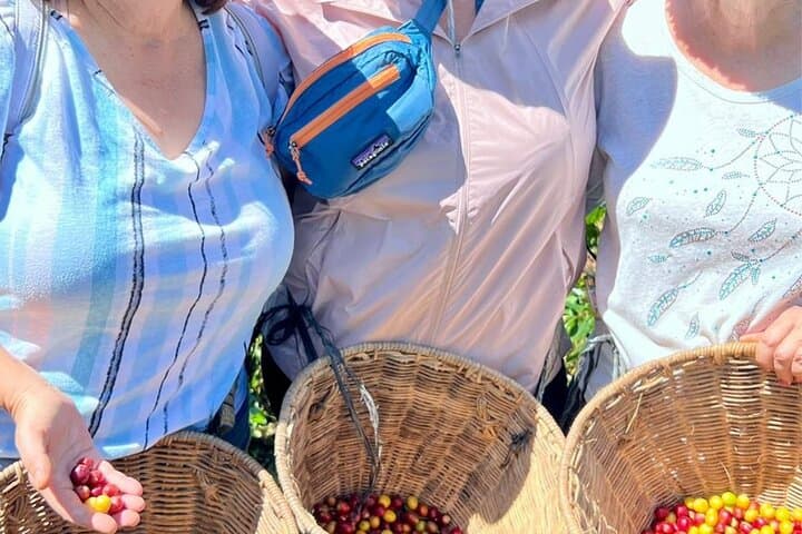 Jeep & Coffee Tour at Finca Mariposa — Coffee Picking at 1,800m in Jardín photo 4
