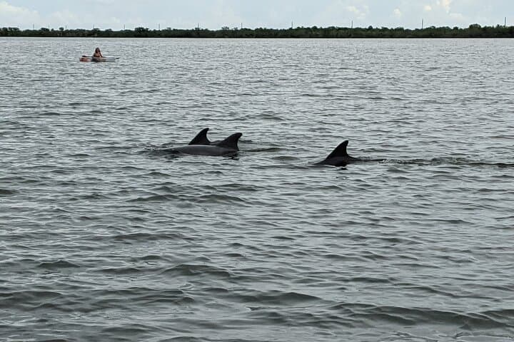 Cocoa Beach Clear Kayak and Paddleboard Dolphin & Manatee Tour photo 4