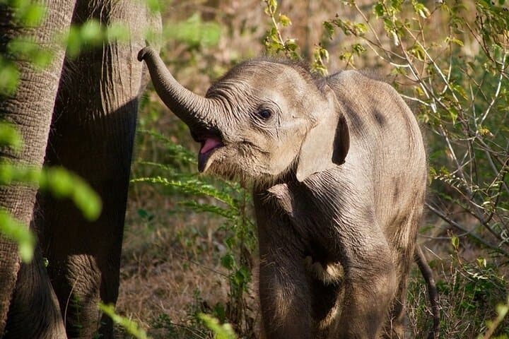Udawalawe Private Safari — 3-Hour Elephant Encounters & Birding photo 2