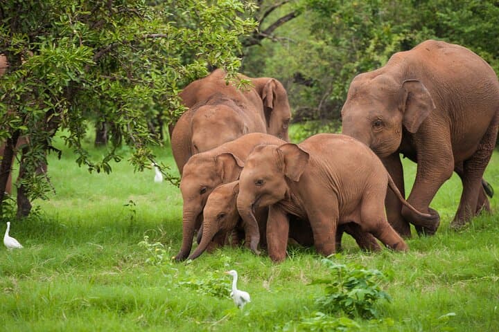 Udawalawe Private Safari — 3-Hour Elephant Encounters & Birding