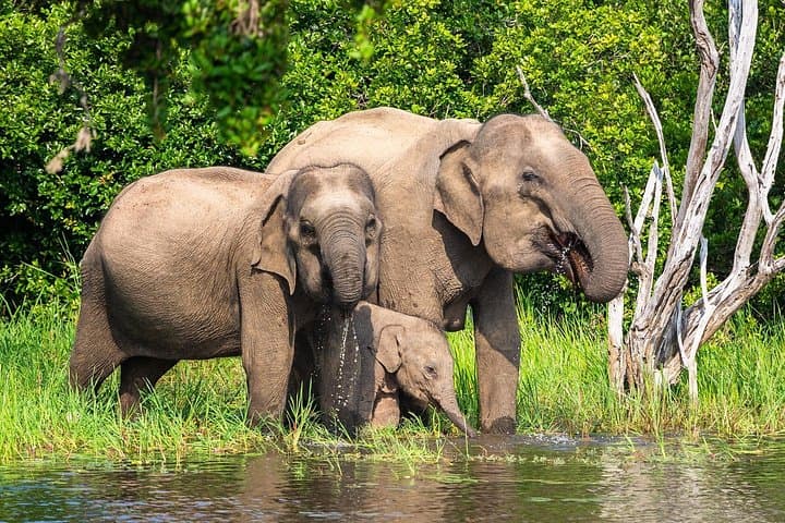 Wasgamuwa National Park Jeep Safari — Sri Lanka Elephant & Birdwatching Excursions