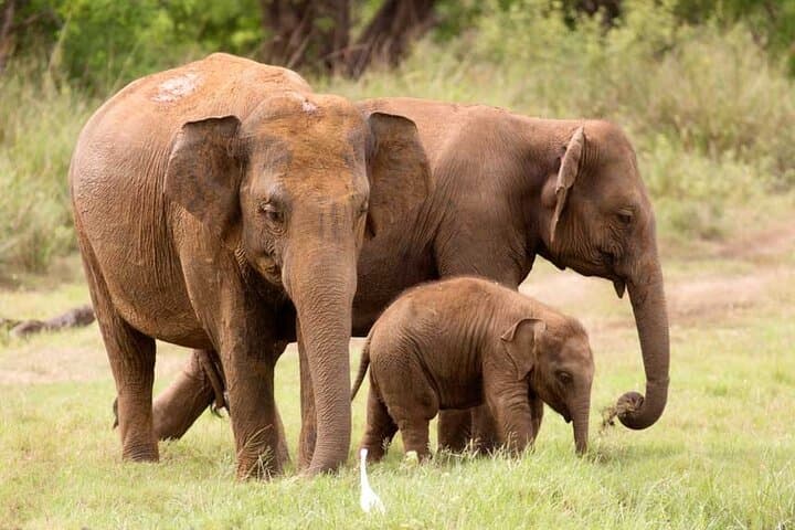 Bundala National Park Jeep Safari: Birdwatching Through Sri Lanka’s Ramsar Wetlands