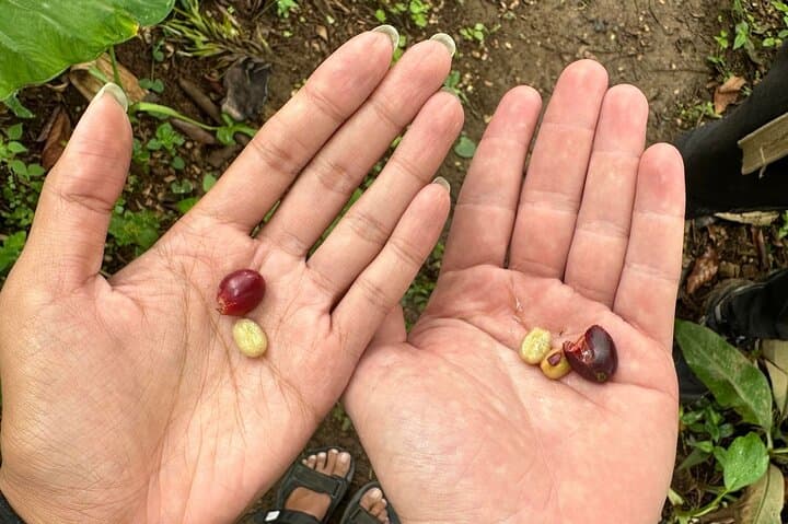Materuni Waterfall & Coffee Plantation Half-Day: Hike, Swim and Chagga Coffee Experience photo 3