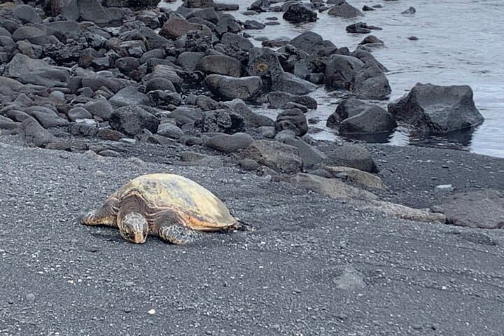 Exploring Hilo and the Hamakua Coast: A Private Shore Excursion Adventure photo 4