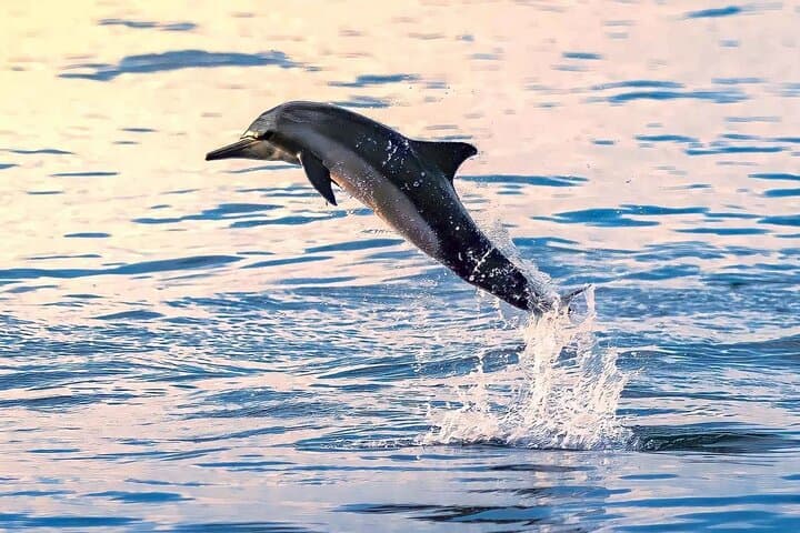 Muscat Dolphin Watching and Coastal Sightseeing — Half-Day Dolphin Cruise photo 4