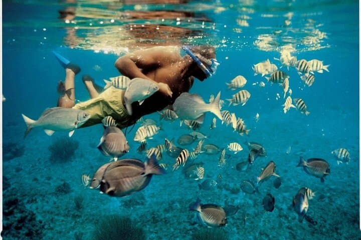 Muscat Dolphin Watching and Snorkeling — 3-Hour Marine Adventure photo 4