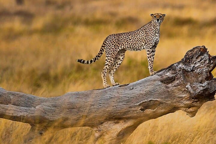 4-Day Comfort Safari: Tarangire, Ngorongoro Crater & Materuni Waterfall Experience photo 2