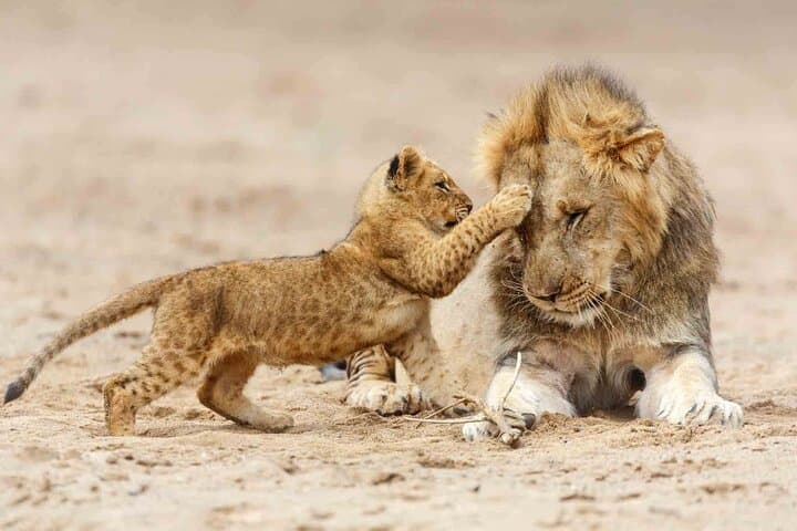 6-Day Tanzania Safari: Hadzabe & Maasai Cultural Safari in Serengeti and Ngorongoro photo 2