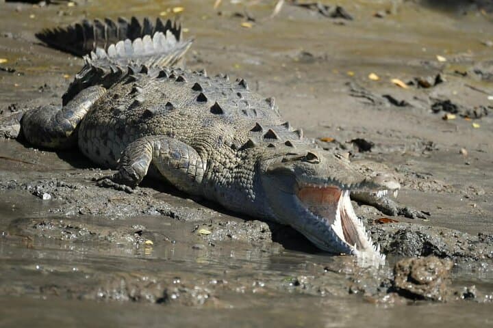 Palo Verde Wildlife Safari: Tempisque River Boat Tour & Traditional Costa Rican Lunch photo 3