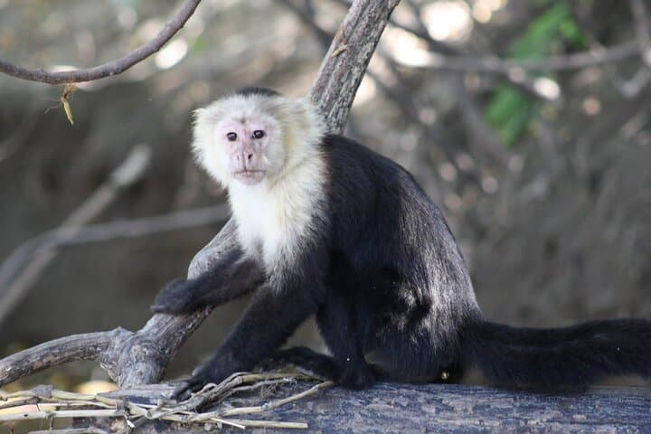 Palo Verde Wildlife Safari: Tempisque River Boat Tour & Traditional Costa Rican Lunch photo 2