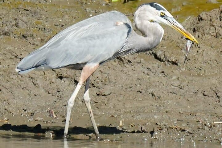 Palo Verde Wildlife Safari: Tempisque River Boat Tour & Traditional Costa Rican Lunch photo 5