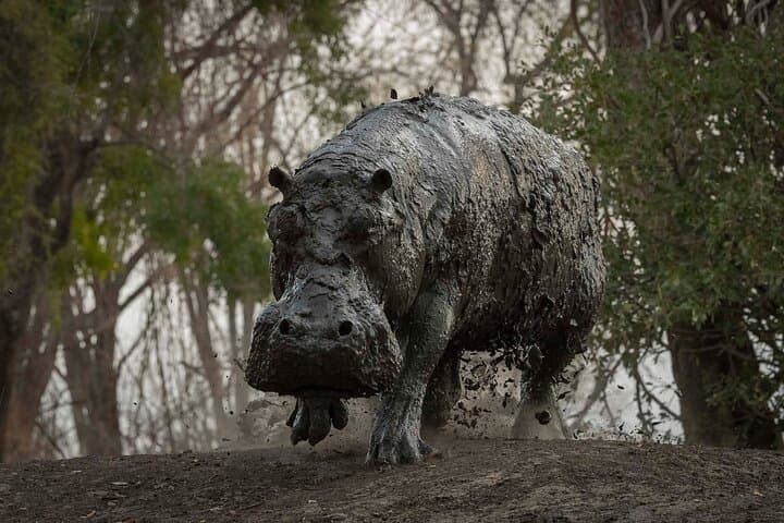 Livingstone Rhino Night Drive & Bush Dinner at a Private Reserve photo 2