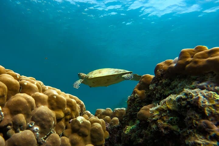 Snorkel Ad Daymaniyat Islands: Turtle Gardens & Dolphin Encounters near Muscat photo 3