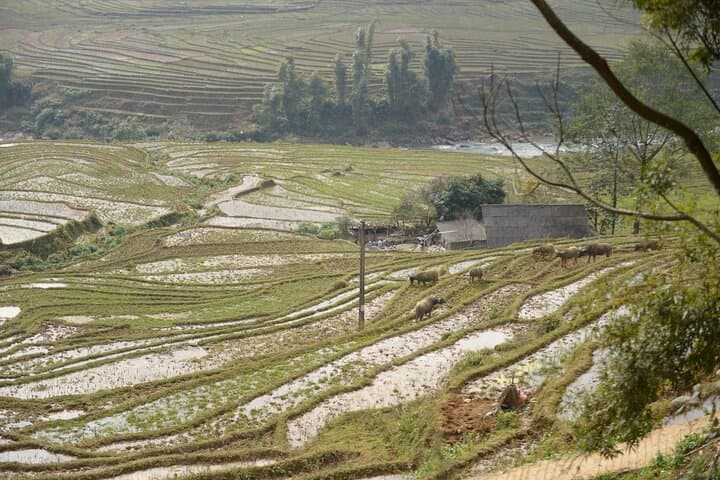 Sapa 2-Day Authentic Trek: Muong Hoa Valley Views & Homestay Experience photo 5