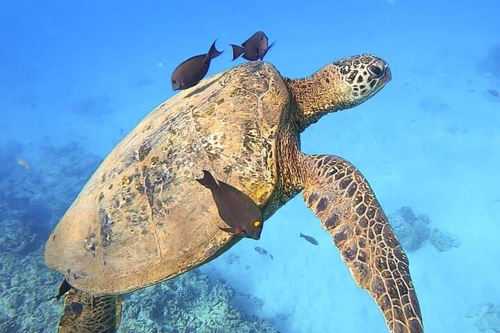 Waikiki Private Catamaran Charter: Snorkel, Swim & Sail from Ala Wai photo 5