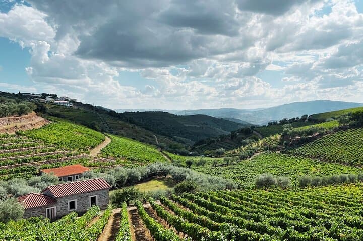 Douro Valley Day Trip: Port Wine, River Cruise & Quintas from Porto photo 4