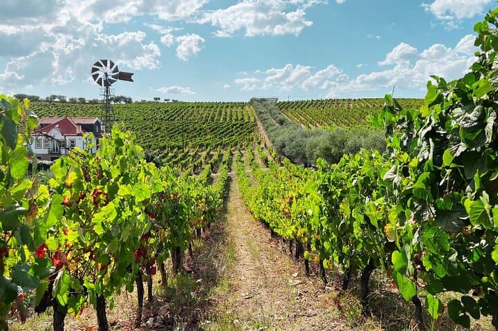 Douro Valley Day Trip: Port Wine, River Cruise & Quintas from Porto photo 5