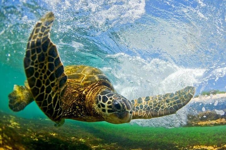 North Shore Private Tour: Haleiwa, Waimea & Dole Plantation — Full-Day Private Experience photo 1