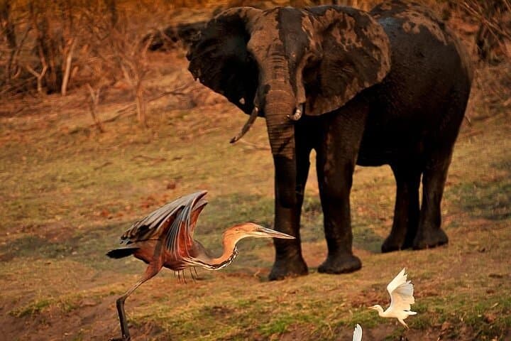 Chobe Day Trip from Victoria Falls — Big Five Safari & River Cruise in a Day
