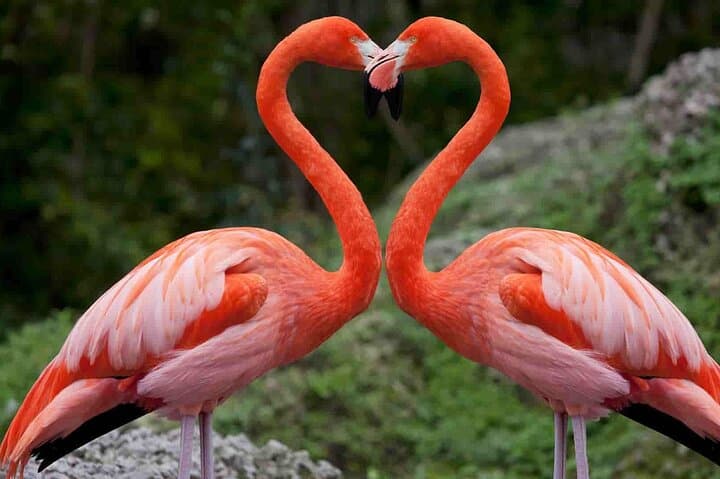 Lake Nakuru Safari and Optional Lake Naivasha Boat Ride: Day Trip from Nairobi photo 4