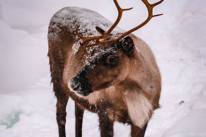 Ranua Arctic Zoo Wild Park with Lunch — Visitor Guide & What to Expect photo 4