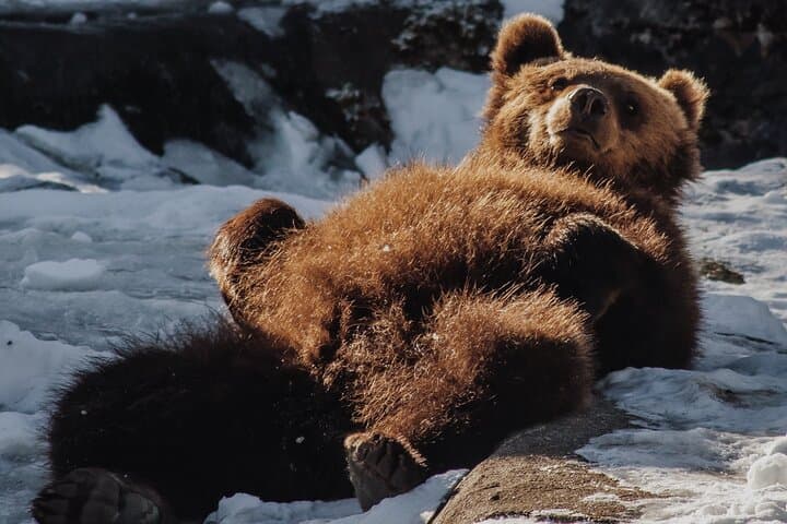 Ranua Arctic Zoo Wild Park with Lunch — Visitor Guide & What to Expect photo 5
