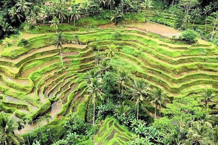 Bali Full-Day ATV Adventure: Ubud Monkey Forest & Tegalalang Rice Terrace Tour photo 6