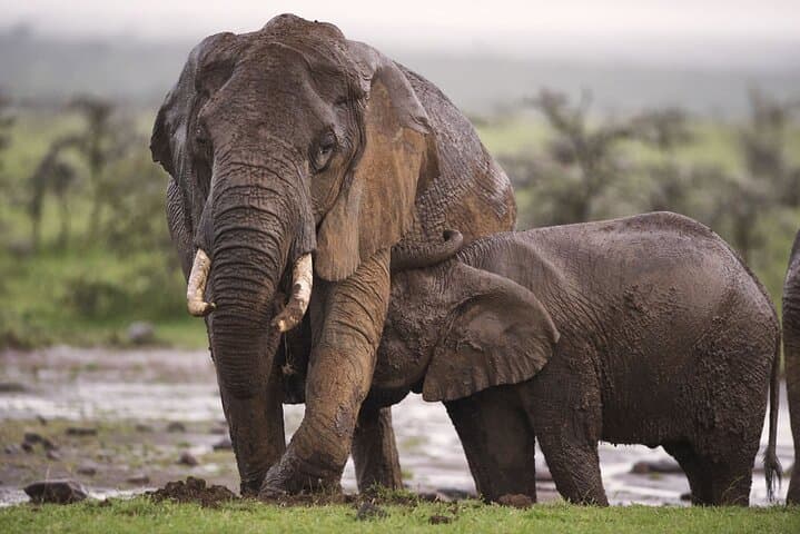 Day Safari to Ol Pejeta Conservancy — Rhino Encounters & Chimp Sanctuary from Nairobi photo 2