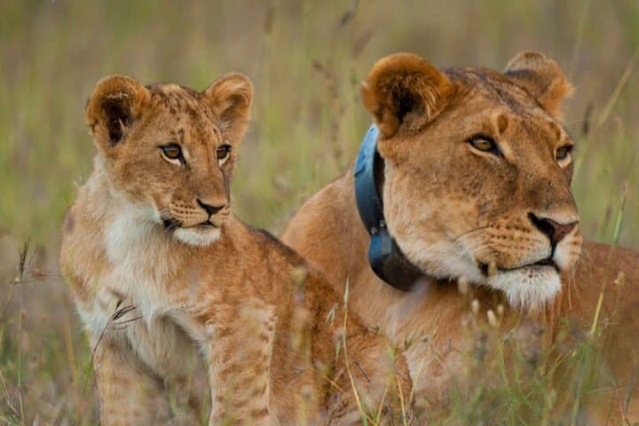 Day Safari to Ol Pejeta Conservancy — Rhino Encounters & Chimp Sanctuary from Nairobi photo 3