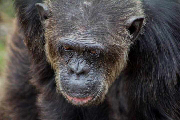 Day Safari to Ol Pejeta Conservancy — Rhino Encounters & Chimp Sanctuary from Nairobi