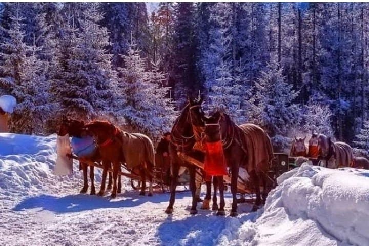 Zakopane Sleigh Ride in Chochołowska Valley: Winter Sleigh & Highland Feast